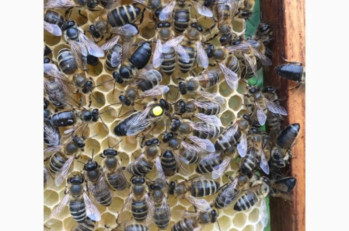 Матки Карпатка та КАРНІКА 2024 – Бджоломатки високої якості (Пчеломатка, Бджоломатка, Бджолині матки)- фото № 10