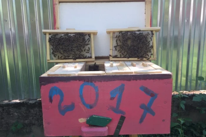 Матки КАРПАТКА та КАРНІКА 2024 року — плідні бджоломатки (бджолині матки, плодні матки)- фото № 2