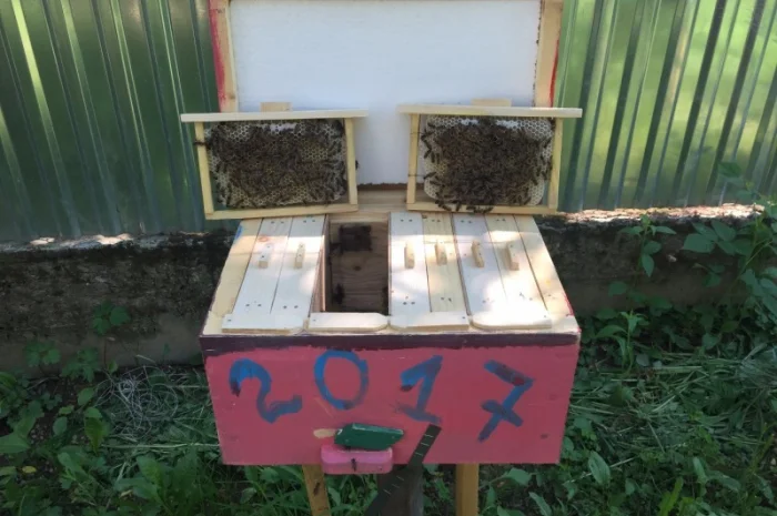 Матки КАРПАТКА та КАРНІКА 2024 року — плідні бджоломатки (бджолині матки, плодні матки)- фото № 3