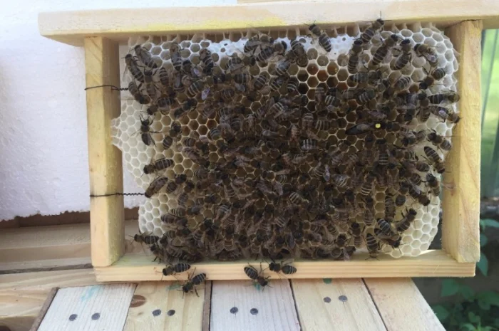 Матки КАРПАТКА та КАРНІКА 2024 року — плідні бджоломатки (бджолині матки, плодні матки)- фото № 4