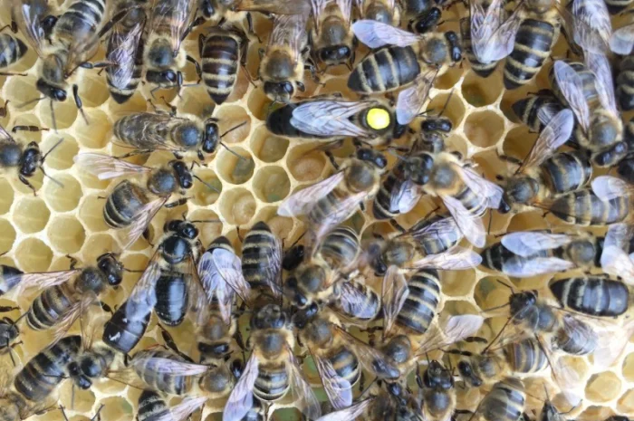 Матки КАРПАТКА та КАРНІКА 2024 року — плідні бджоломатки (бджолині матки, плодні матки)- фото № 6