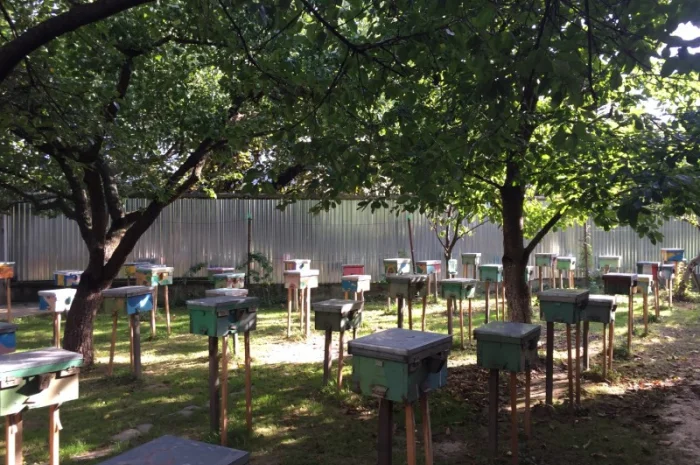 Матки КАРПАТКА та КАРНІКА 2024 року — плідні бджоломатки (бджолині матки, плодні матки)- фото № 13