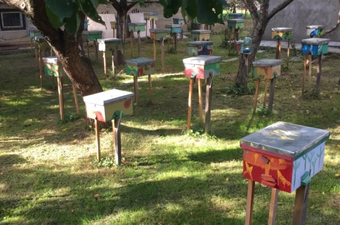 Матки Карпатки на продажу- фото № 14