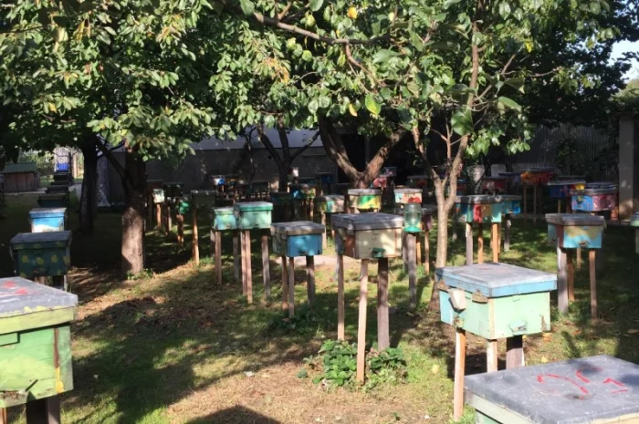 Матки КАРПАТКА та КАРНІКА 2024 року — плідні бджоломатки (бджолині матки, плодні матки)- фото № 14