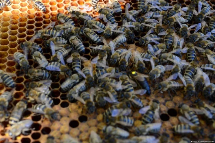 Матки КАРПАТКА та КАРНІКА 2024 року — плідні бджоломатки (бджолині матки, плодні матки)- фото № 8