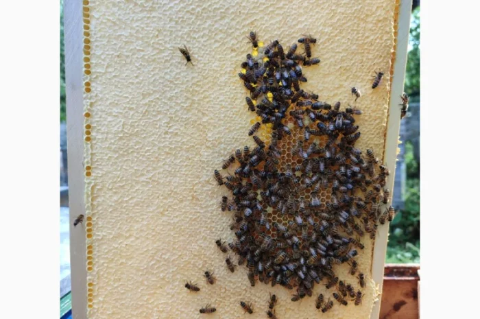 Продам плідних маток української степової породи та бджолопакети- фото № 3