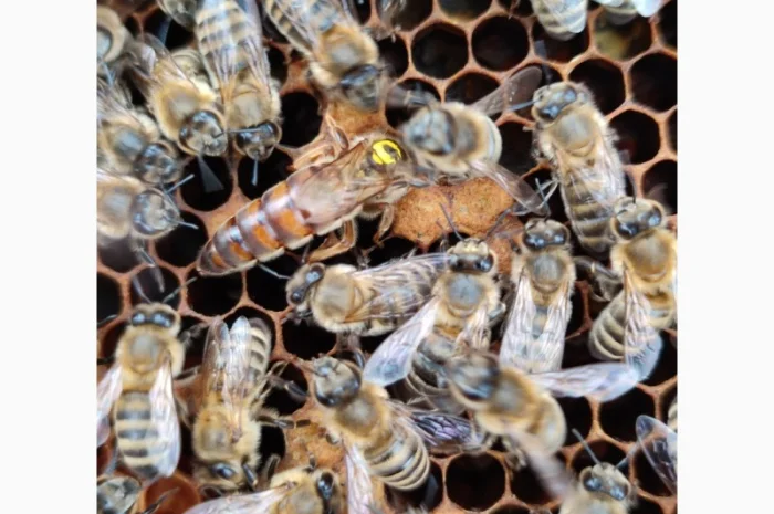 Продам плідних маток української степової породи та бджолопакети- фото № 6