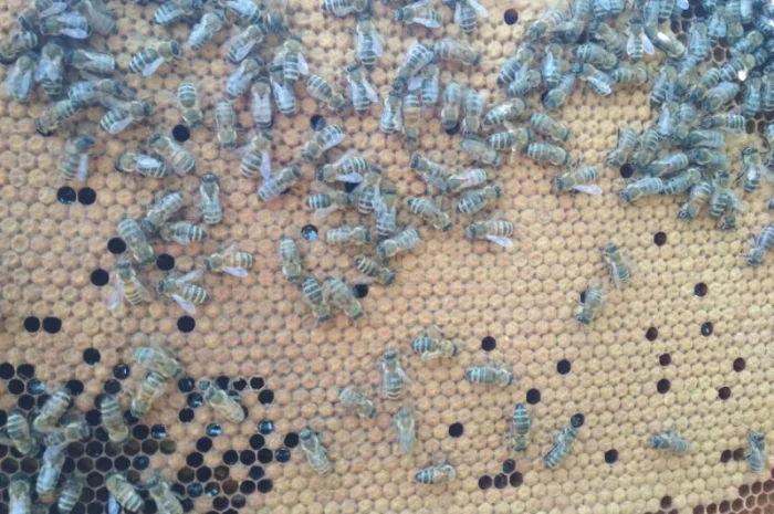 Продам плідних маток української степової породи та бджолопакети- фото № 8