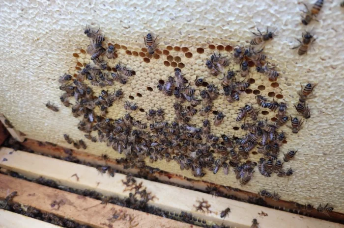 Продам плідних маток української степової породи та бджолопакети- фото № 2