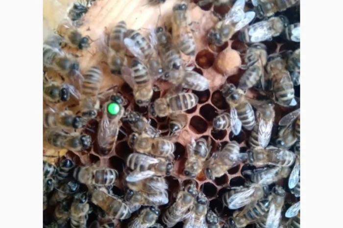 Плідні матки породи Карпатка з доставкою поштою- фото № 1