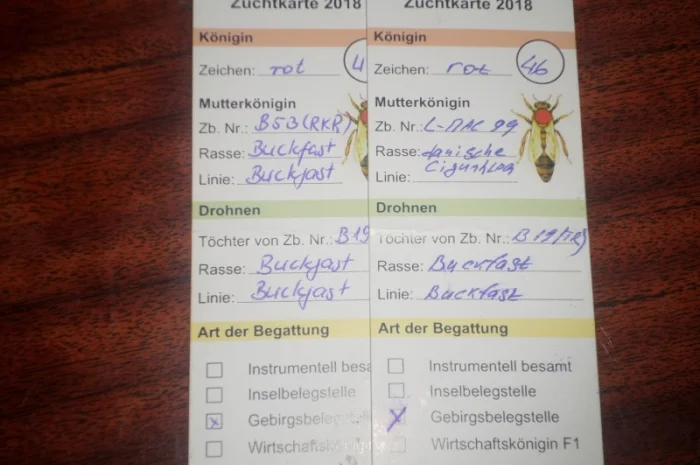 Пчеломатки Бакфаст на заказ на 2026 год- фото № 3