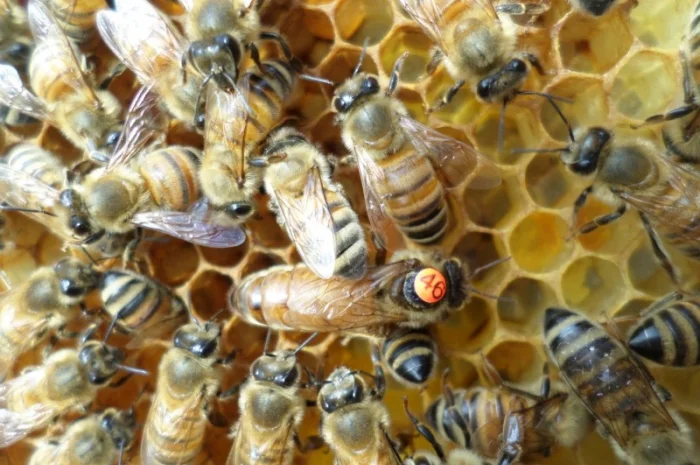 Пчеломатки Бакфаст на заказ на 2026 год- фото № 1