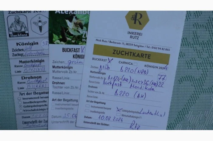 Пчеломатки Бакфаст на заказ на 2026 год- фото № 2