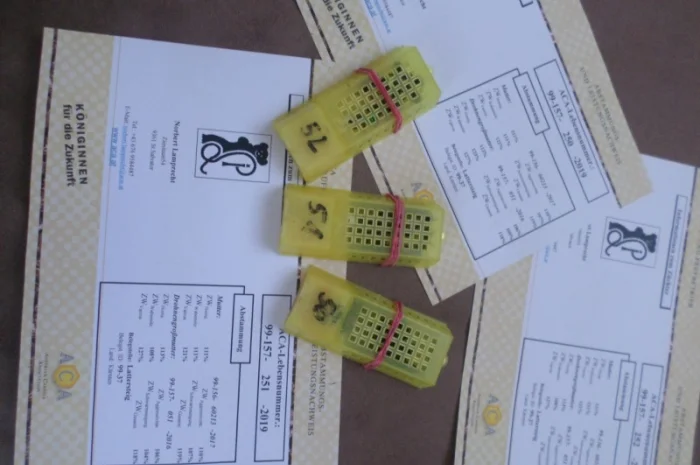 Пчеломатки породы Карника от племенного производителя- фото № 3