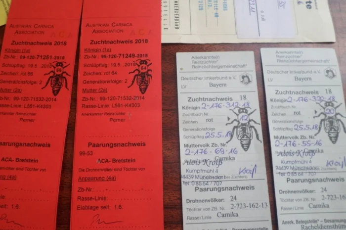 Пчеломатки породы Карника от племенного производителя- фото № 1