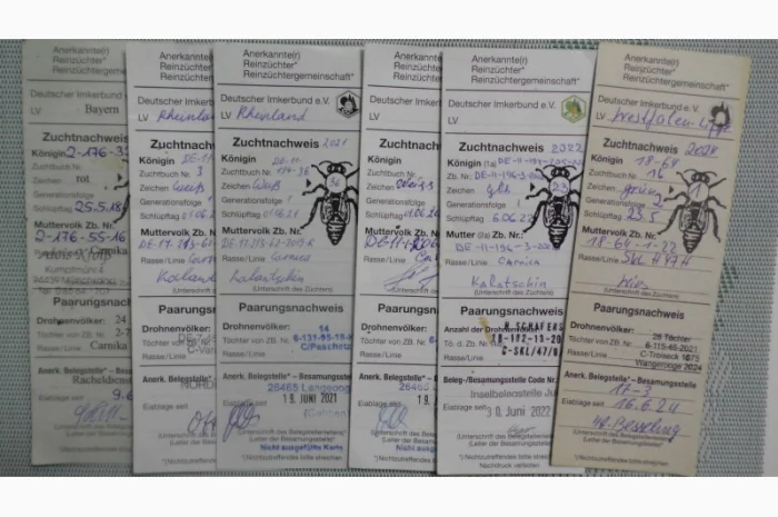 Пчеломатки породы Карника от племенного производителя- фото № 2