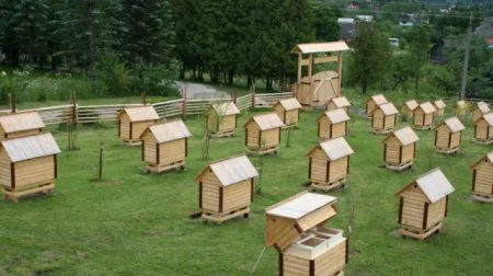 Пчеломатки Карника F1 от элитных селекционеров- фото № 1