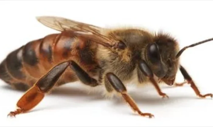 Зимованные пчеломатки Карника F1- фото № 1