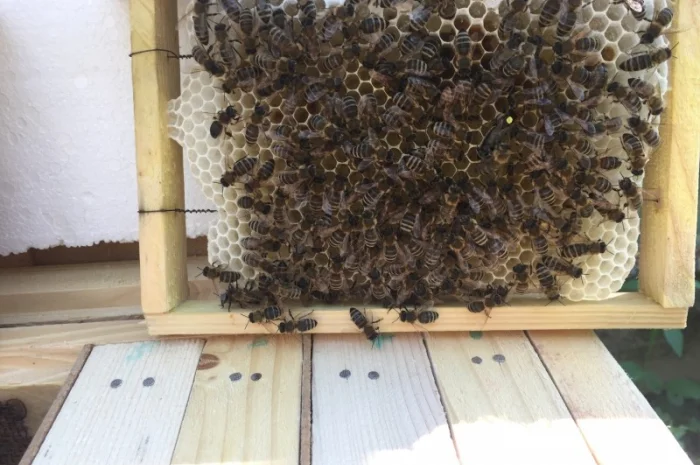 БДЖОЛОМАТКИ КАРПАТКА 2023 – Плідні матки (Бджолині матки, Пчеломатка)- фото № 3