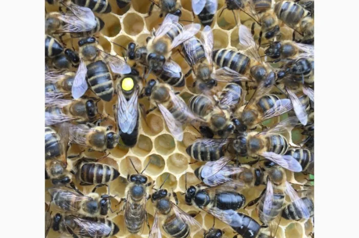 БДЖОЛОМАТКИ КАРПАТКА 2023 – Плідні матки (Бджолині матки, Пчеломатка)- фото № 4