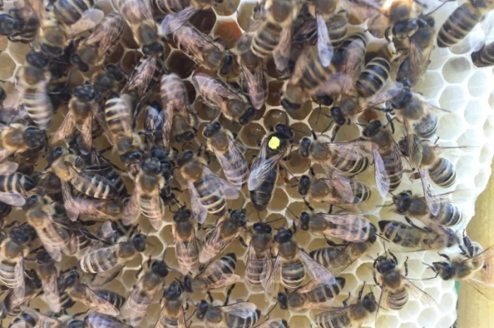 БДЖОЛОМАТКИ КАРПАТКА 2023 – Плідні матки (Бджолині матки, Пчеломатка)- фото № 5