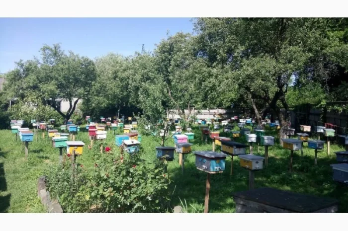 БДЖОЛОМАТКИ КАРПАТКА 2023 – Плідні матки (Бджолині матки, Пчеломатка)- фото № 8