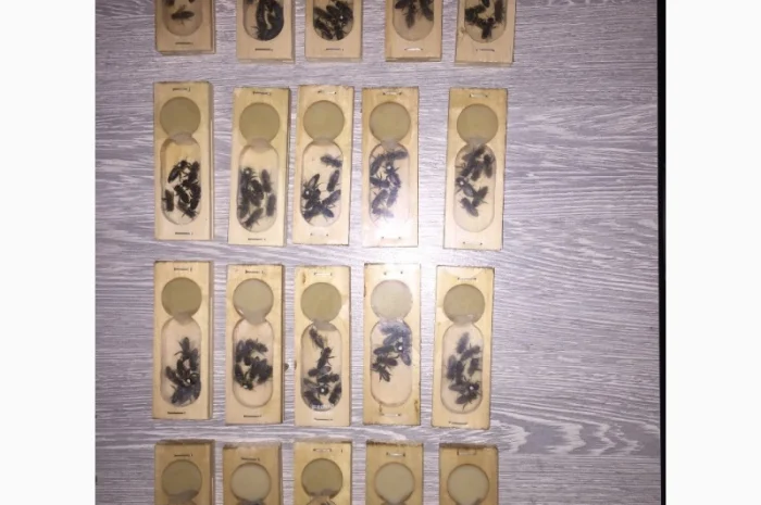 БДЖОЛОМАТКИ КАРПАТКА 2023 – Плідні матки (Бджолині матки, Пчеломатка)- фото № 9