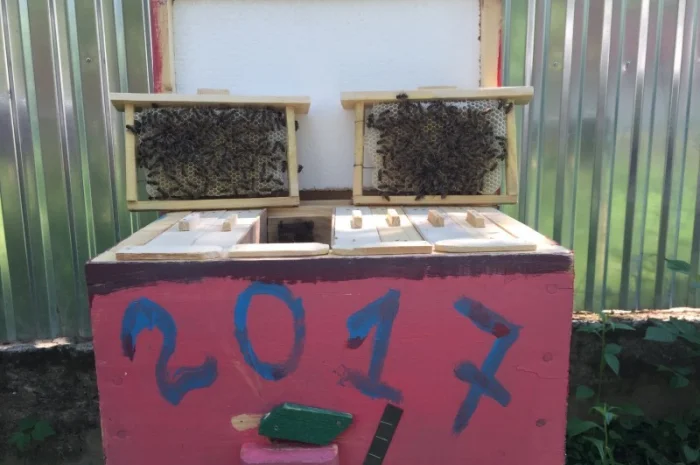 БДЖОЛОМАТКИ КАРПАТКА 2023 – Плідні матки (Бджолині матки, Пчеломатка)- фото № 1