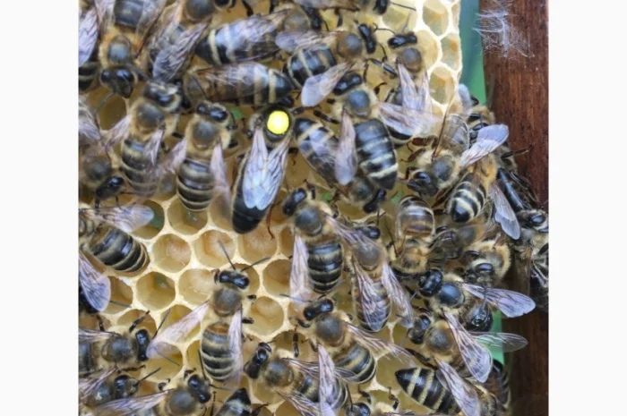 Бджоломатка КАРПАТКА Плідні матки 2023 року (Пчеломатка, Бджолині матки)- фото № 2