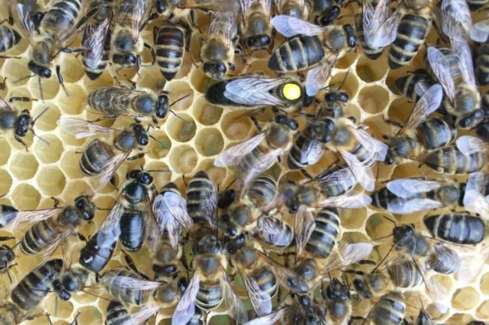 Бджоломатка КАРПАТКА Плідні матки 2023 року (Пчеломатка, Бджолині матки)- фото № 1