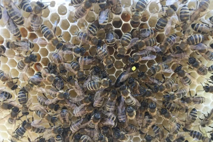 Бджоломатка КАРПАТКА Плідні матки 2023 року (Пчеломатка, Бджолині матки)- фото № 5