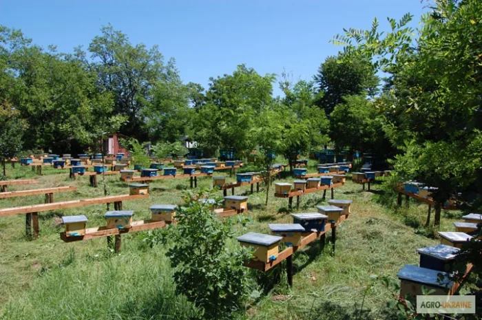 Бджоломатка КАРПАТКА Плідні матки 2023 року (Пчеломатка, Бджолині матки)- фото № 7