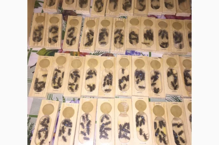 Бджоломатка КАРПАТКА Плідні матки 2023 року (Пчеломатка, Бджолині матки)- фото № 8