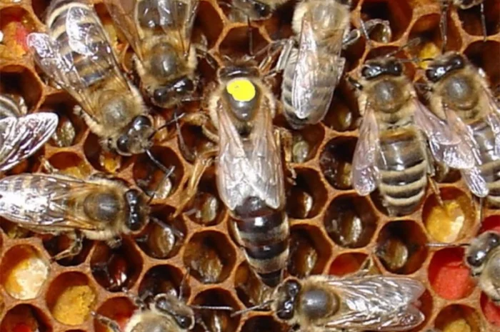 БДЖОЛОМАТКИ Карпатка та КАРНІКА 2024 – плідні бджолині матки- фото № 10