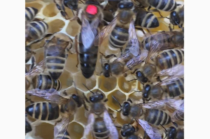 БДЖОЛОМАТКИ Карпатка та КАРНІКА 2024 – плідні бджолині матки- фото № 1