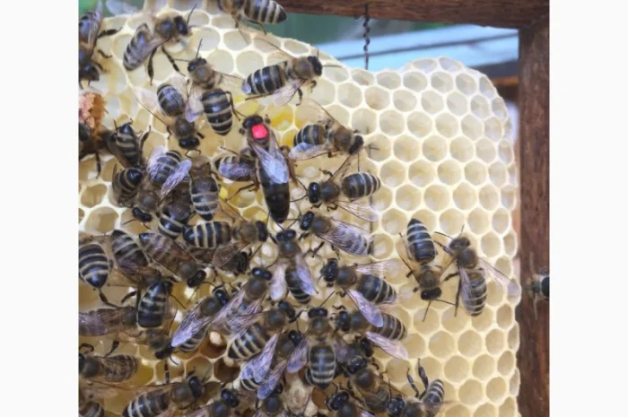 БДЖОЛОМАТКИ Карпатка та КАРНІКА 2024 – плідні бджолині матки- фото № 3