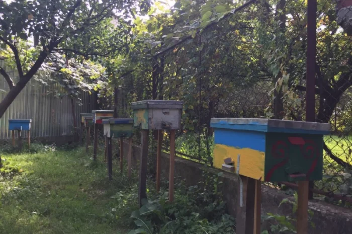 БДЖОЛОМАТКИ Карпатка та КАРНІКА 2024 – плідні бджолині матки- фото № 5