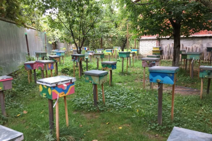 БДЖОЛОМАТКИ Карпатка та КАРНІКА 2024 – плідні бджолині матки- фото № 4