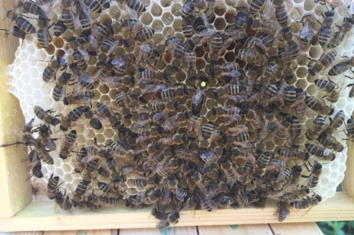 БДЖОЛОМАТКИ Карпатка та КАРНІКА 2024 – плідні бджолині матки- фото № 7