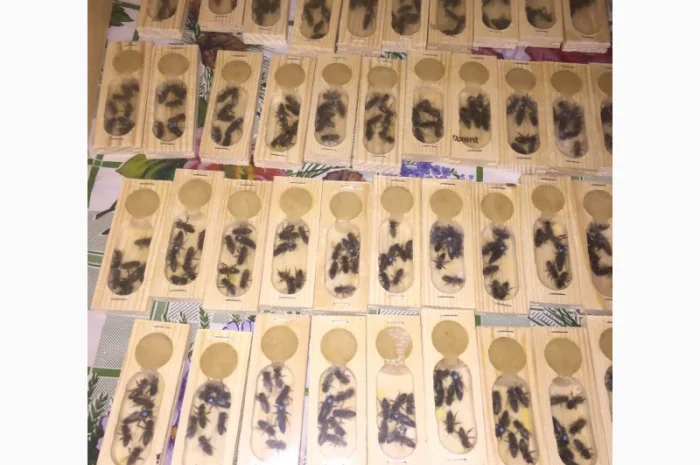 БДЖОЛОМАТКИ Карпатка та КАРНІКА 2024 – плідні бджолині матки- фото № 8