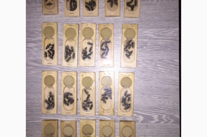 БДЖОЛОМАТКИ Карпатка та КАРНІКА 2024 – плідні бджолині матки- фото № 9