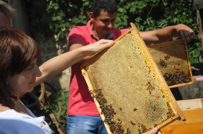 Пчеломатки карпатки чистопородные – Говерла и Вучковский- фото № 1