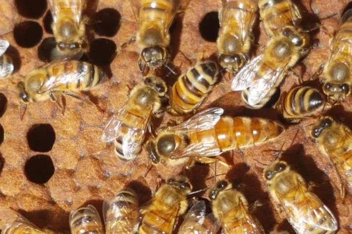 Продам маток Ligustica Italia- фото № 1