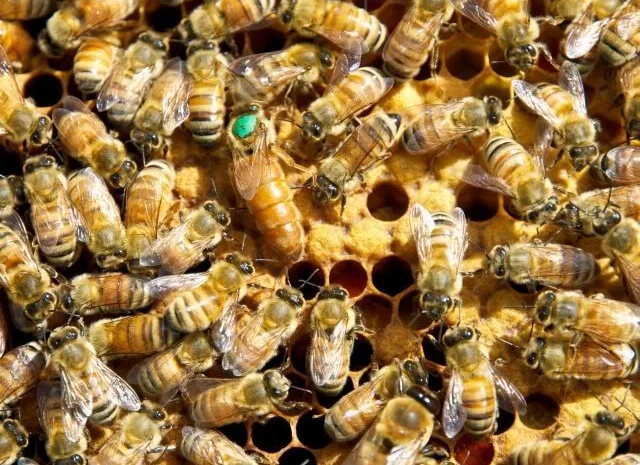 Продам маток Ligustica Italia- фото № 10