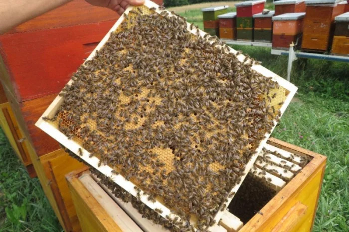 Продам маток Ligustica Italia- фото № 11