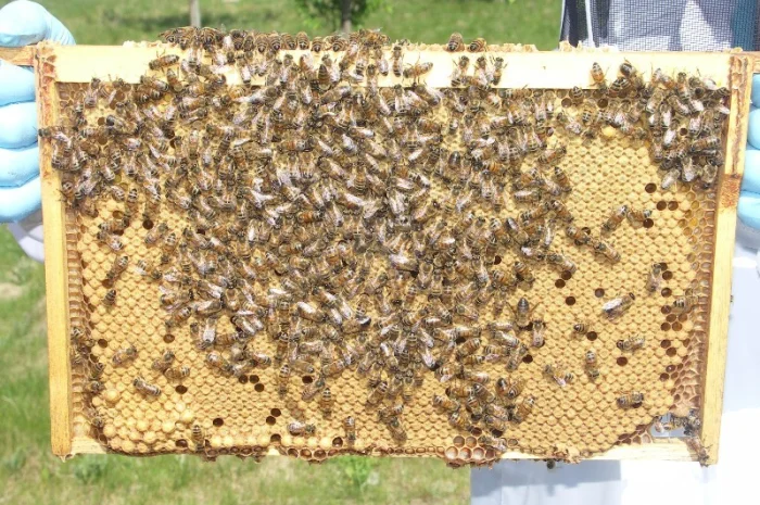 Продам маток Ligustica Italia- фото № 12