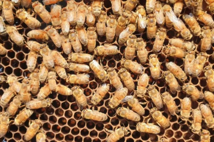 Продам маток Ligustica Italia- фото № 13