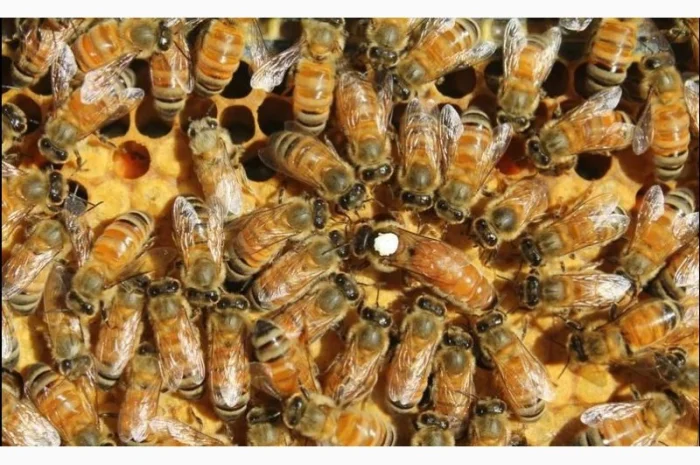 Продам маток Ligustica Italia- фото № 3