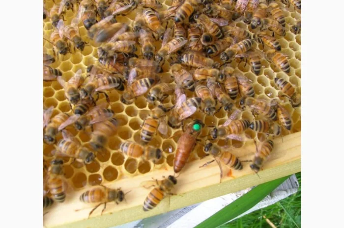 Продам маток Ligustica Italia- фото № 5