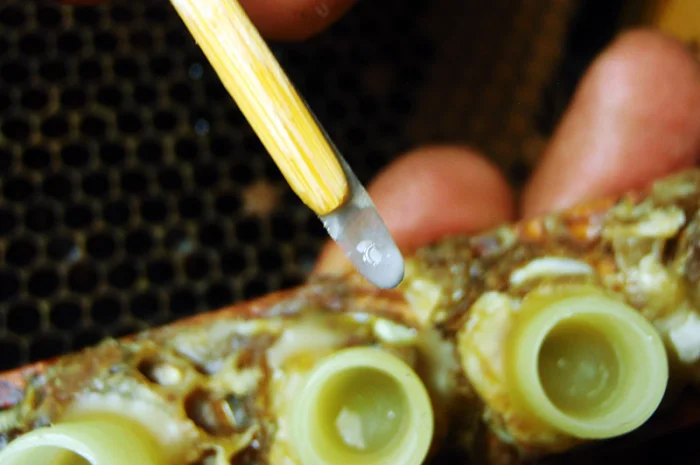 Продам маток Ligustica Italia- фото № 7